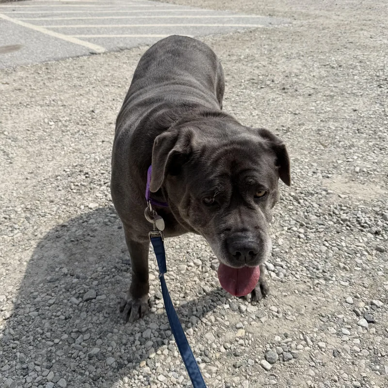 An adult extra large-sized female Gray / Blue / Silver Cane Corso dog named Serena for adoption in Phoenixville, PA