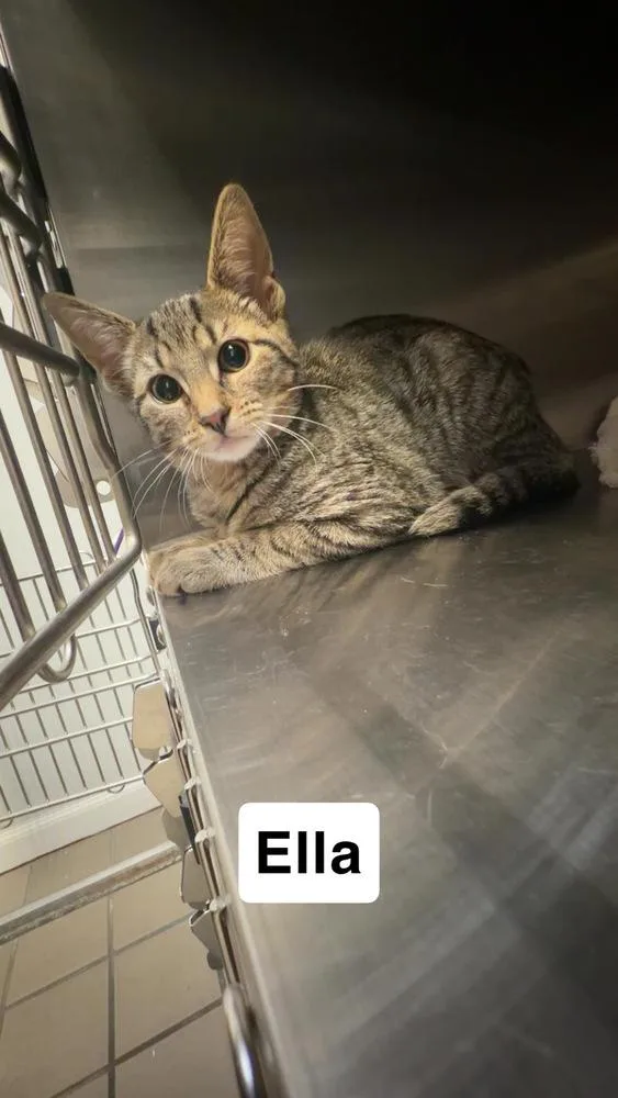 A baby medium-sized female Brown / Chocolate Domestic Short Hair cat named Ella for adoption in North Brunswick, NJ