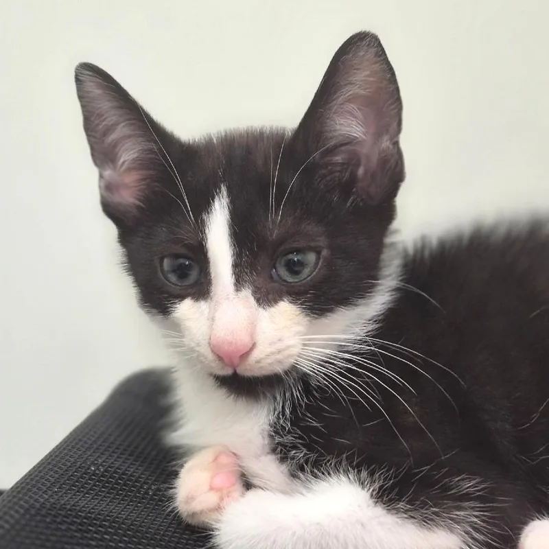 A baby medium-sized male Black Domestic Short Hair cat named Reef for adoption in Chapel Hill, NC