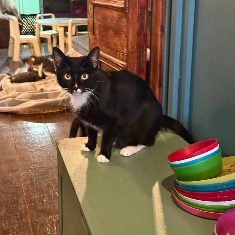 An adult medium-sized female Black & White / Tuxedo Domestic Short Hair cat named Rasputina for adoption in Brooklyn, NY