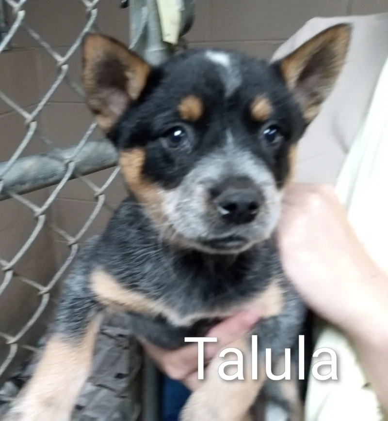 A baby medium-sized female Merle (Blue) Australian Cattle Dog / Blue Heeler dog named Talula for adoption in Maynardville, TN