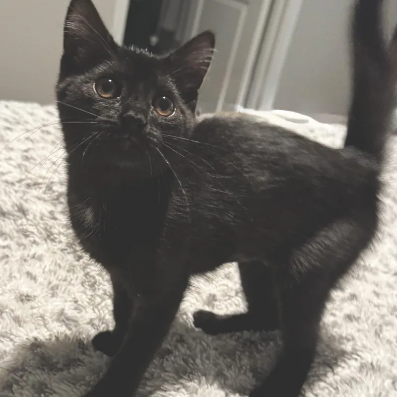 A baby small-sized female Black Domestic Short Hair cat named Aspen for adoption in Granville, OH