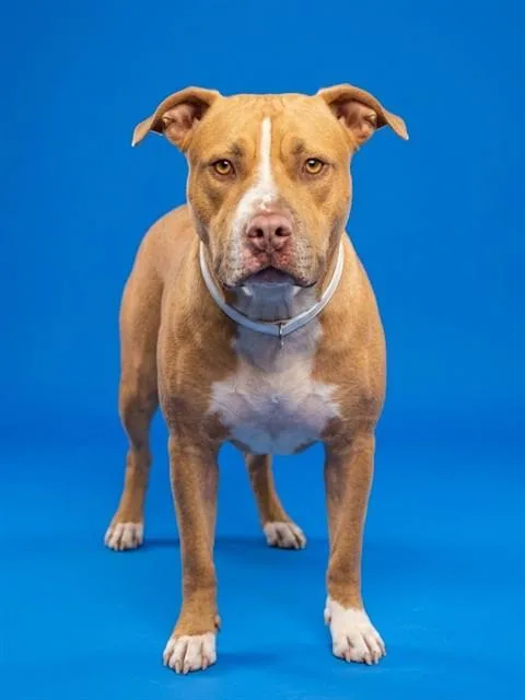 An adult large-sized male Mixed Breed dog named Bram for adoption in Jacksonville, FL