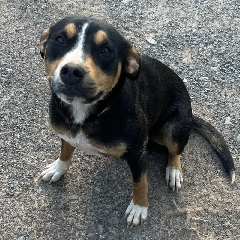 A young medium-sized female Black Mixed Breed dog named Willow for adoption in Sequatchie, TN