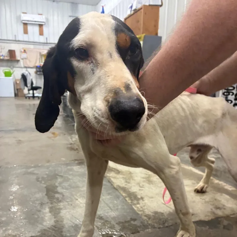 An adult medium-sized male White / Cream Coonhound dog named Warren for adoption in Corbin, KY