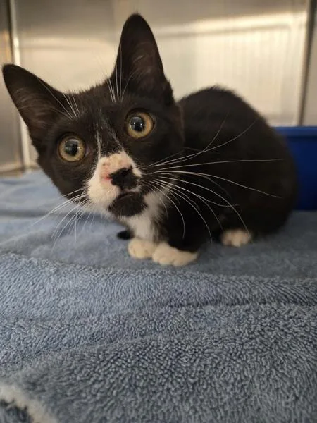 A baby small-sized female Domestic Short Hair cat named Victoria for adoption in Millersville, MD