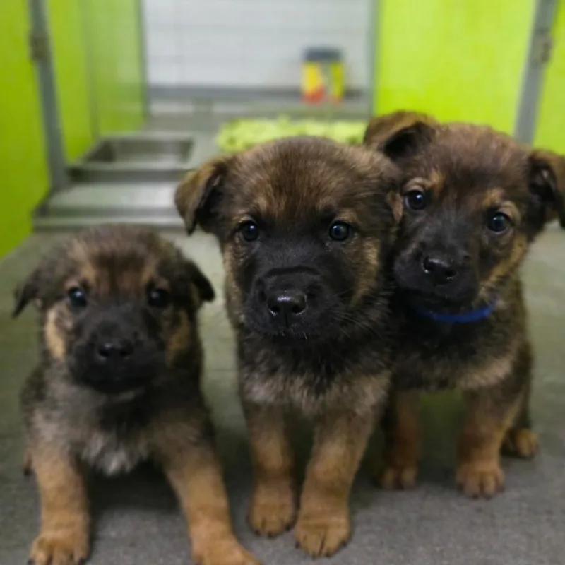 A baby small-sized male Brown / Chocolate German Shepherd Dog dog named Skyy for adoption in San Jacinto, CA