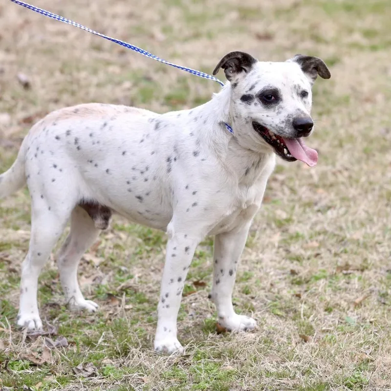 An adult large-sized male White / Cream American Staffordshire Terrier dog named Domino for adoption in Long Island City, NY