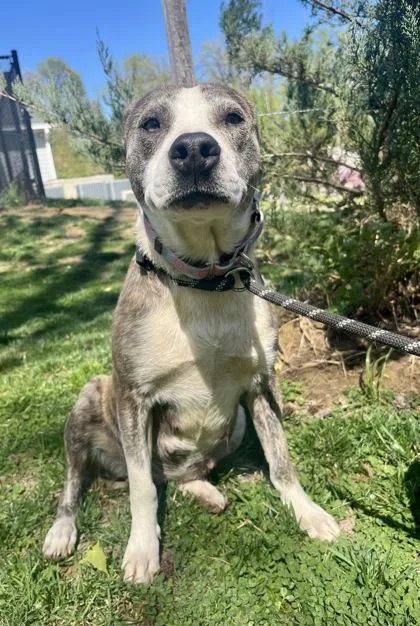 A young medium-sized female Apricot / Beige Terrier dog named Vela for adoption in Annapolis, MD