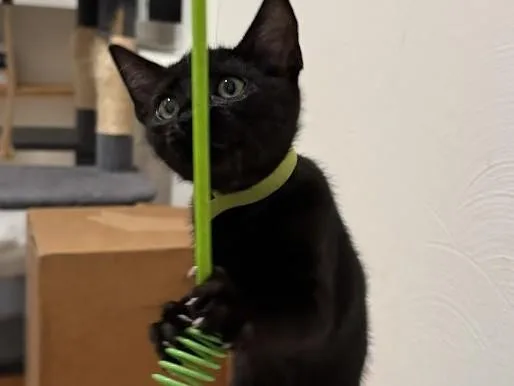 A baby small-sized female Domestic Short Hair cat named Midnight for adoption in Palo Alto, CA