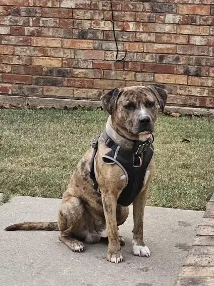 Guapo