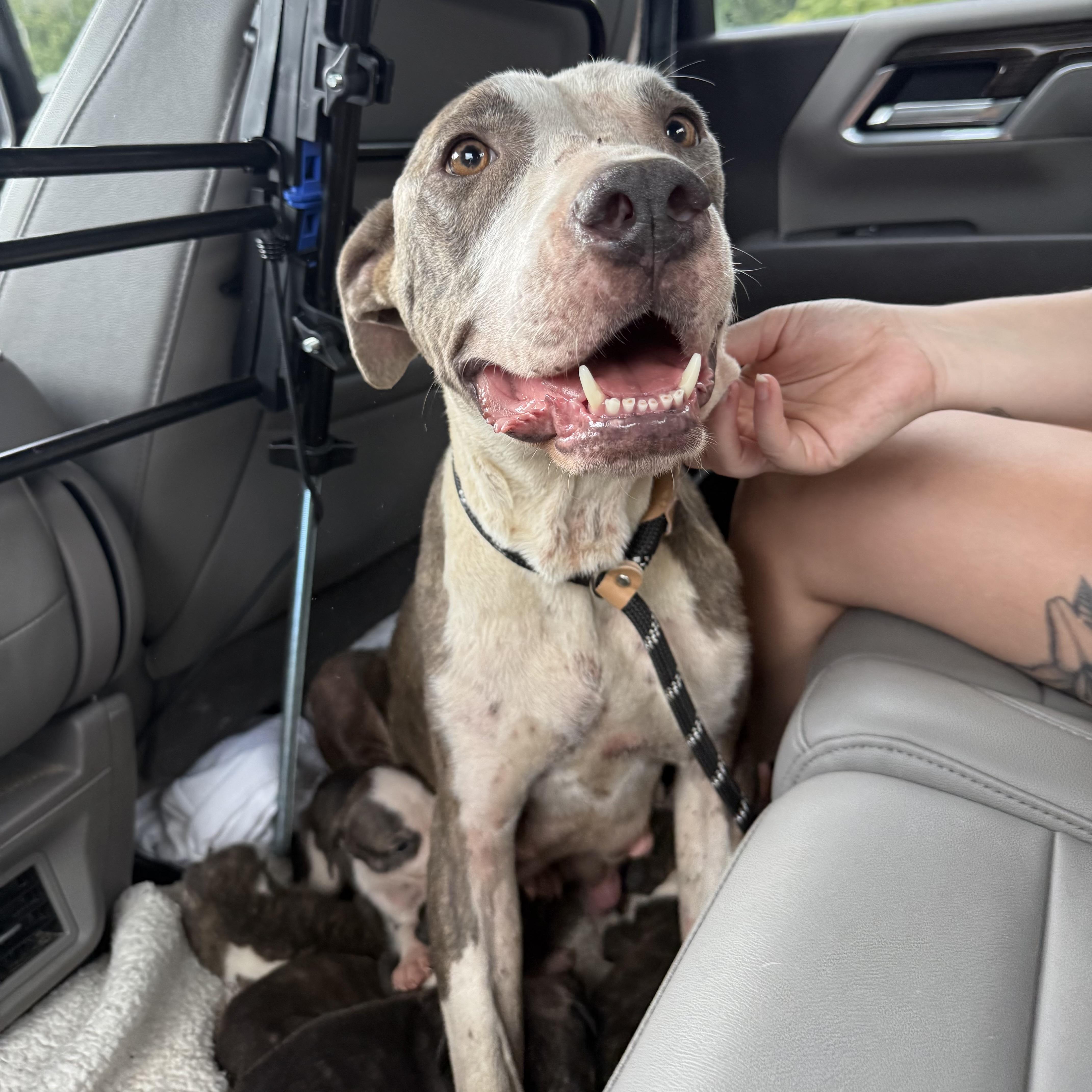 An adult medium-sized female Brindle Pit Bull Terrier dog named Nautica for adoption in Columbia, SC