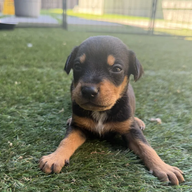 A baby medium-sized male Tricolor (Brown, Black, & White) German Shepherd Dog dog named Toast for adoption in Santa Monica, CA