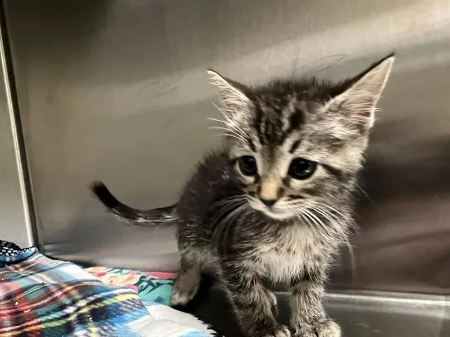 A baby small-sized female Domestic Short Hair cat named Muffin for adoption in Tustin, CA