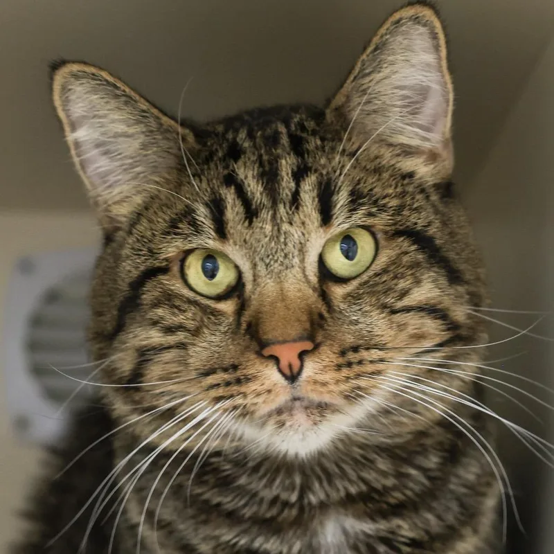 An adult small-sized male Brown / Chocolate Domestic Short Hair cat named Tigger for adoption in Los Angeles, CA