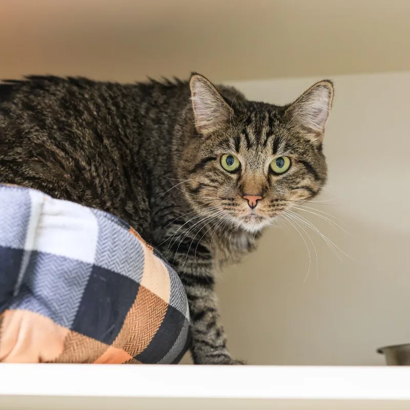 Tigger thumbnail 2
