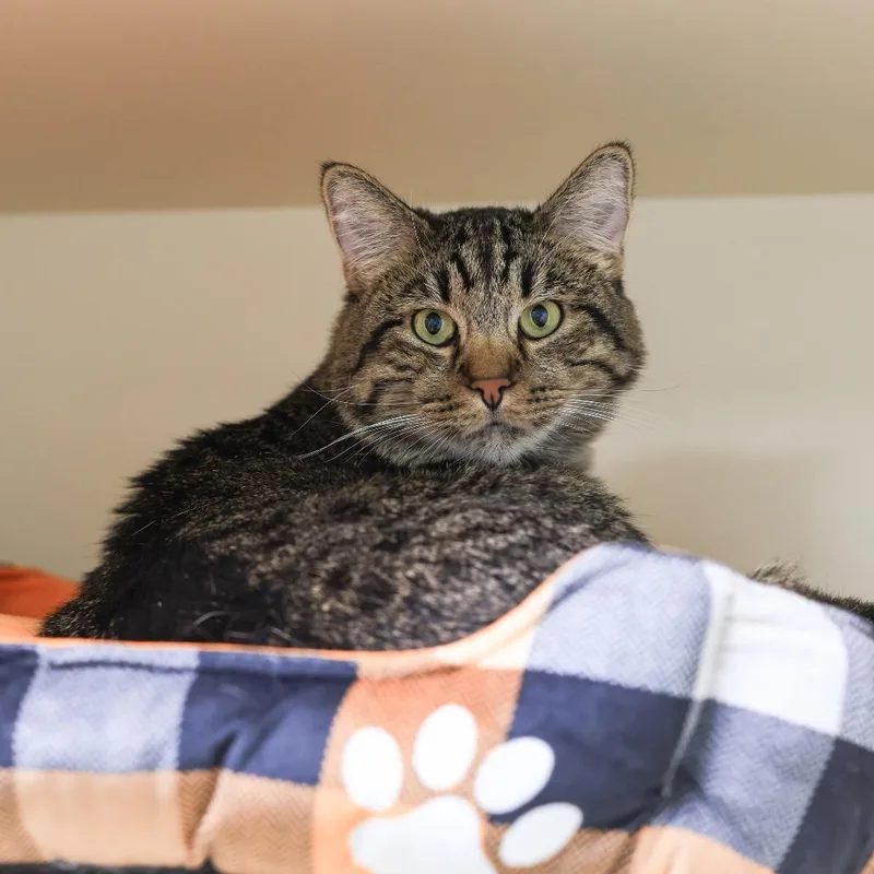 Tigger thumbnail 3