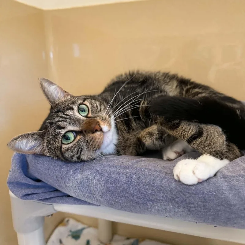 An adult medium-sized male Domestic Short Hair cat named Franks for adoption in Penn Yan, NY