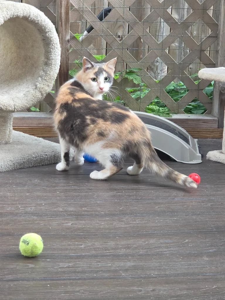 An adult small-sized female Domestic Short Hair cat named Chloe for adoption in Lunenburg, VT
