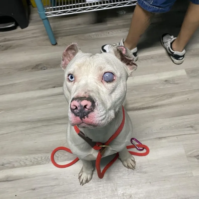 A senior medium-sized male White / Cream Pit Bull Terrier dog named Starry Knight for adoption in St. Louis, MO