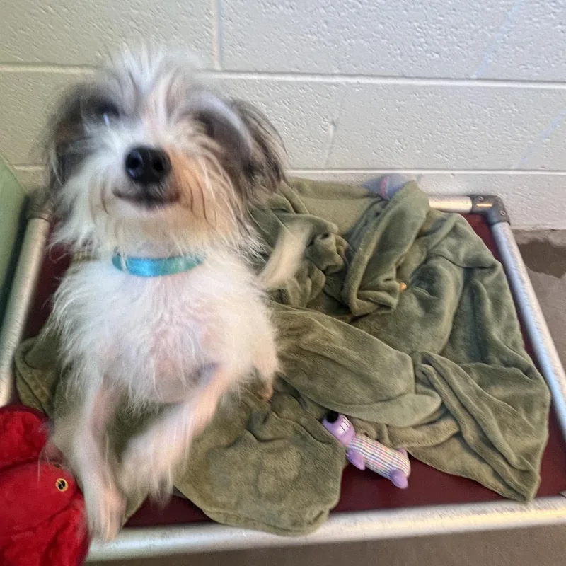 An adult small-sized female White / Cream Mixed Breed dog named Diamond for adoption in Pittsburgh, PA