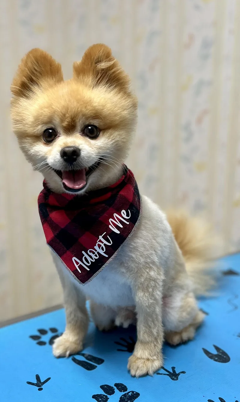Teddy