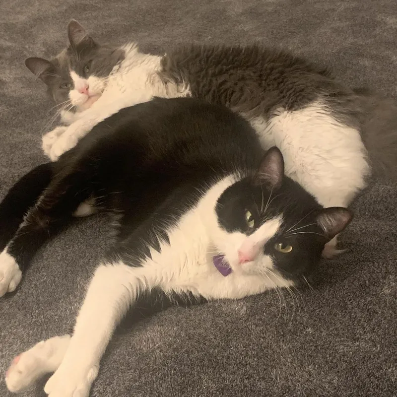 An adult medium-sized female Gray / Blue / Silver Domestic Long Hair cat named Greta for adoption in Murray, UT