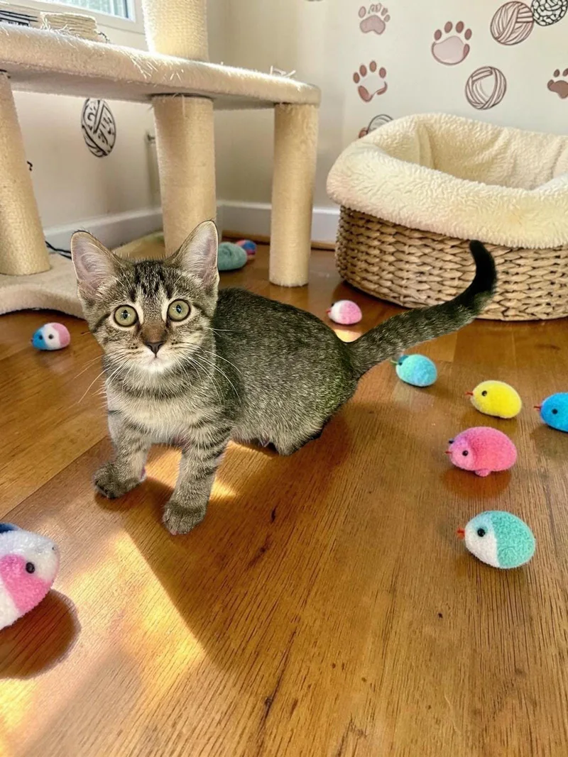 A baby medium-sized female Domestic Short Hair cat named Skylar for adoption in Champaign, IL