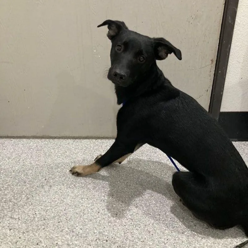 A young medium-sized female Brown / Chocolate Belgian Shepherd / Malinois dog named Wednesday for adoption in Lake Havasu City, AZ