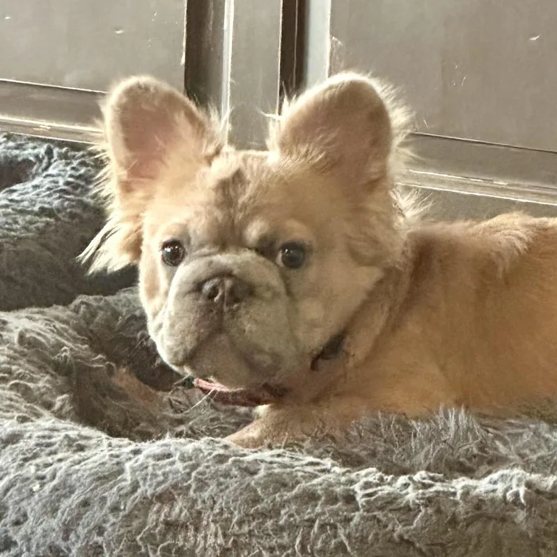 An adult small-sized female French Bulldog dog named Harley for adoption in San Mateo, CA