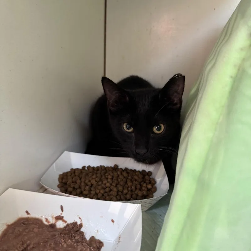 A young small-sized male Domestic Short Hair cat named Felix for adoption in Pasadena , MD