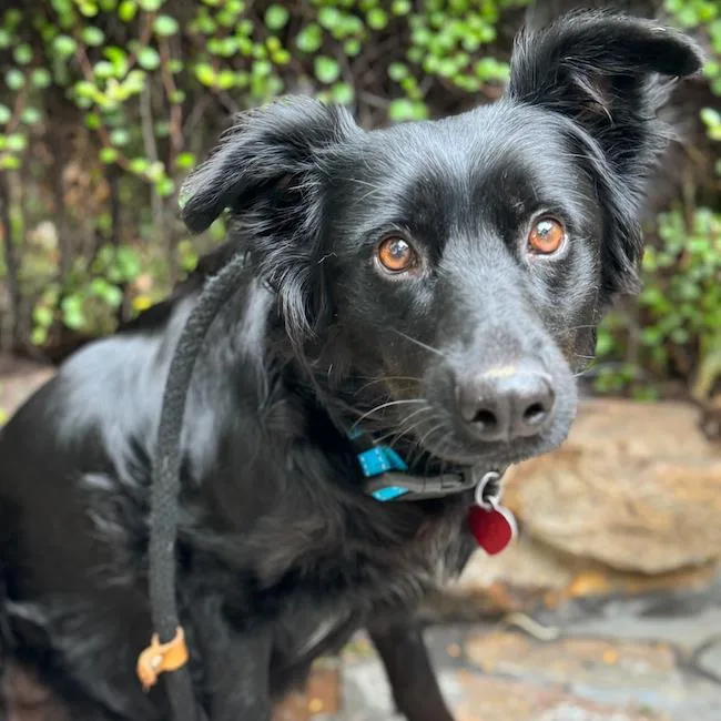 An adult large-sized female Labrador Retriever dog named Anthem for adoption in San Diego, CA