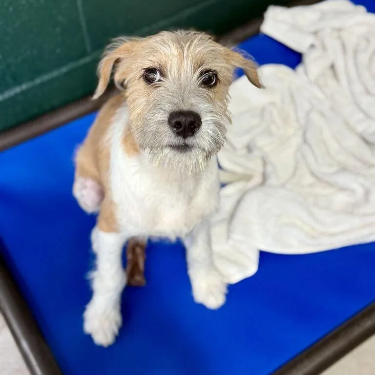 A baby small-sized male Yellow / Tan / Blond / Fawn Terrier dog named Fizzgig for adoption in Carencro, LA