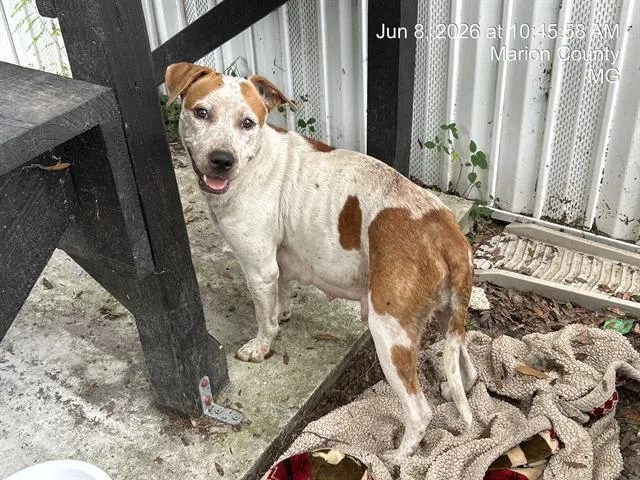 An adult large-sized female Pit Bull Terrier dog named A for adoption in Ocala, FL