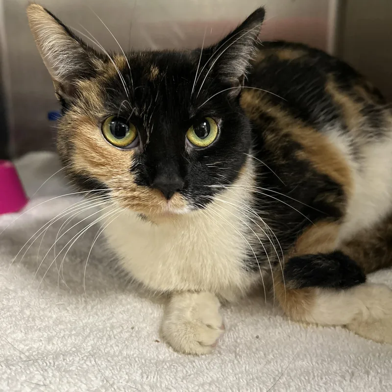 An adult medium-sized female Calico Calico cat named Shelly for adoption in La Grange Park, IL
