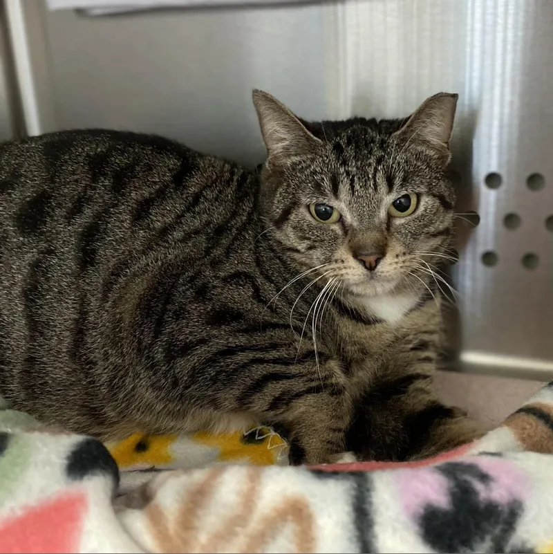 An adult medium-sized female Brown / Chocolate Domestic Short Hair cat named Yara for adoption in Roanoke, VA