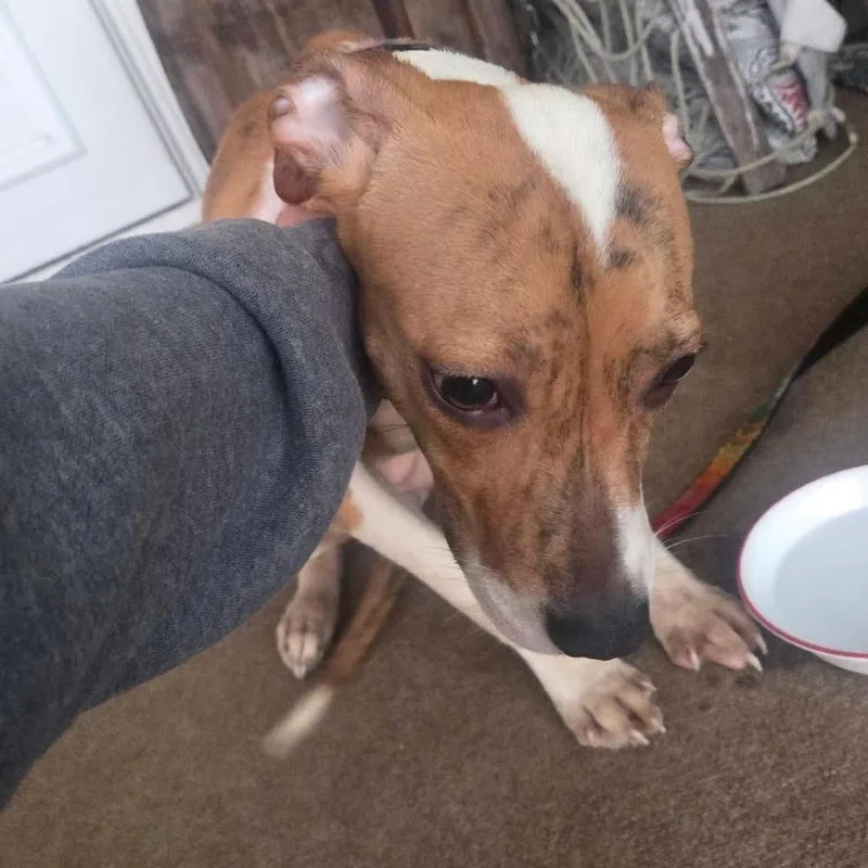A young medium-sized female Pit Bull Terrier dog named Honey for adoption in Pennsville, NJ