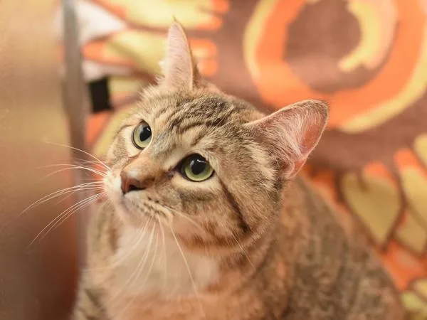 An adult medium-sized female Domestic Short Hair cat named Rainy for adoption in Portland, OR