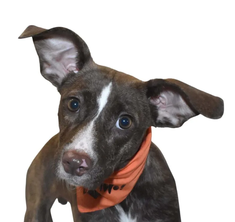 Dobby thumbnail 2