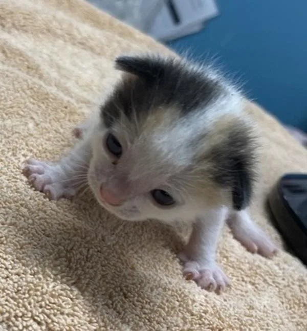 A baby small-sized female Domestic Short Hair cat named Purrtricia for adoption in Escondido, CA