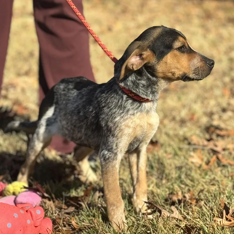 A baby small-sized female Australian Shepherd dog named Darby Lower Fee! for adoption in Locust Fork, AL
