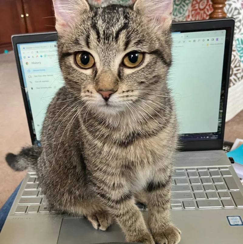 Bella