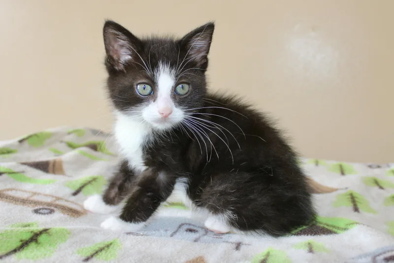 A baby medium-sized male Black & White / Tuxedo Domestic Medium Hair cat named Vader for adoption in Brazil, IN