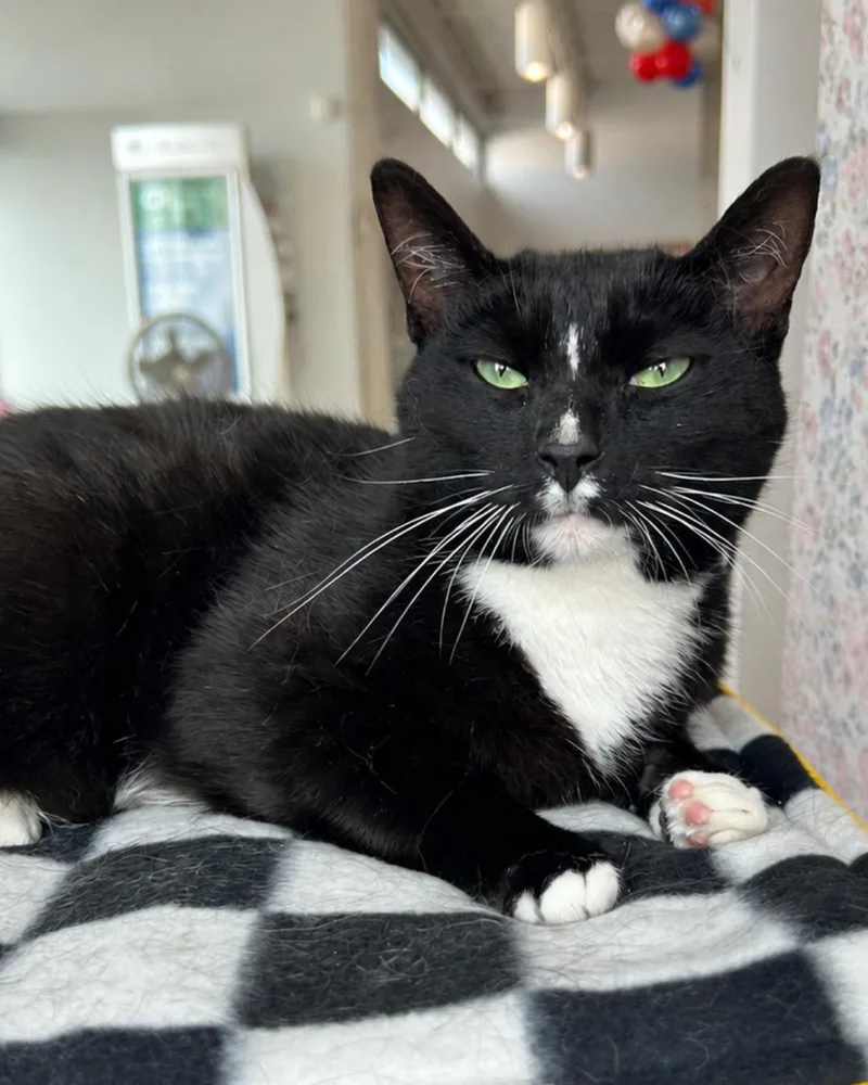 An adult large-sized male Domestic Short Hair cat named Handy Smurf for adoption in Toledo, OH