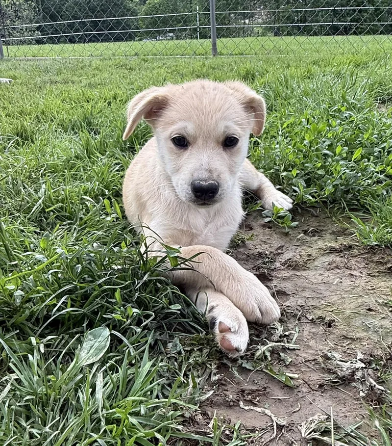 A baby small-sized male Husky dog named Ghost for adoption in Stahlstown, PA
