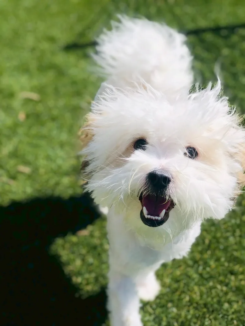 A young small-sized male White / Cream Havanese dog named Liam for adoption in POTOMAC, MD