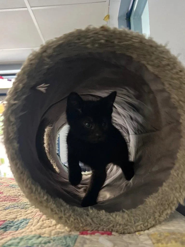 A baby small-sized female Black Domestic Short Hair cat named Irene for adoption in Lovingston, VA