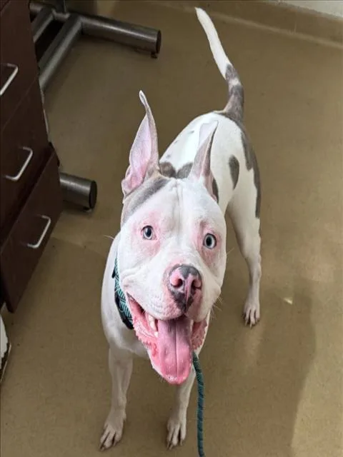 A young large-sized male Pit Bull Terrier dog named Bentley for adoption in Derwood, MD