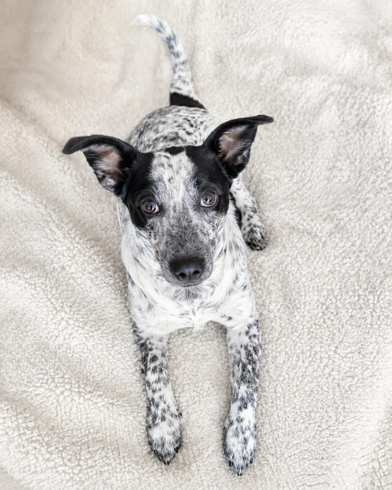 A young small-sized female White / Cream Dachshund dog named Dotty Ann for adoption in Baton Rouge, LA