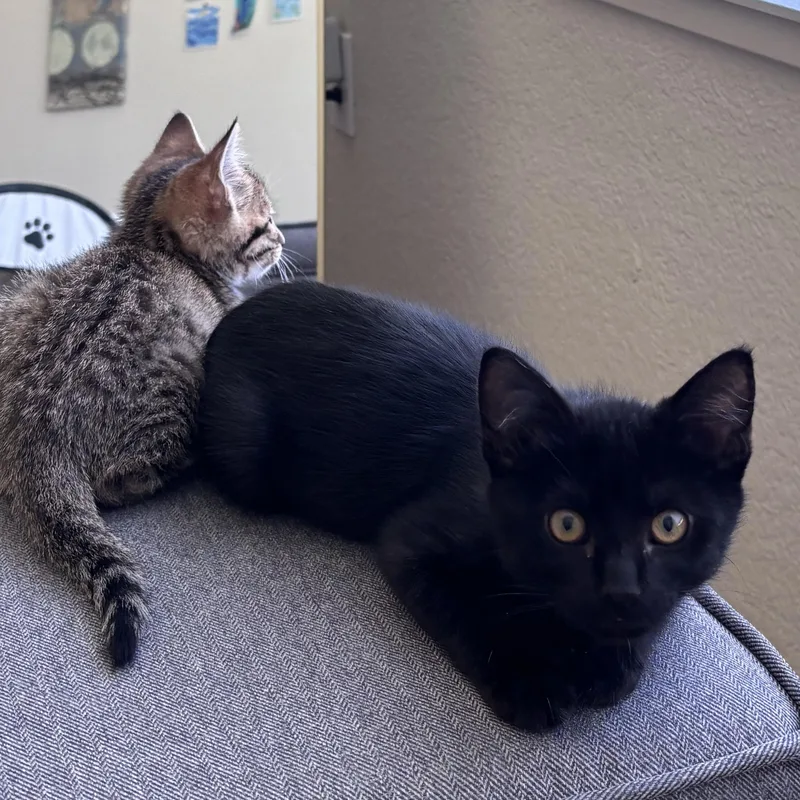 A baby medium-sized male Black & White / Tuxedo Domestic Short Hair cat named Gizmo for adoption in Davis, CA